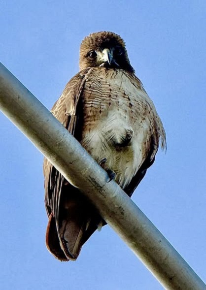 RedTailed Hawk By-Tor walk 26.jpg